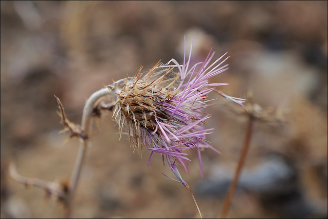 Galactites tomentosus, Penedos, Thirsty Land poetry