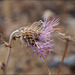 Galactites tomentosus, Penedos, Thirsty Land poetry