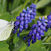P4240090