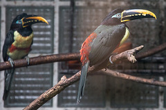 20140926 5401VRAw [D~SFA] Vogelpark, Walsrode