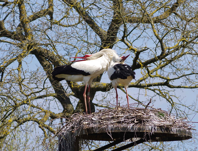 cigognes blanches - parc des oiseaux Villars les Dombes