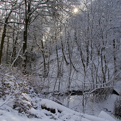 Snowy Limb Brook 1