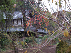 Old house and a persimmon tree