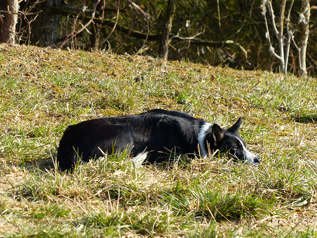 Transhumance du 15 mars 2016