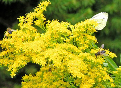 Zwei Bienen und ein Schmetterling