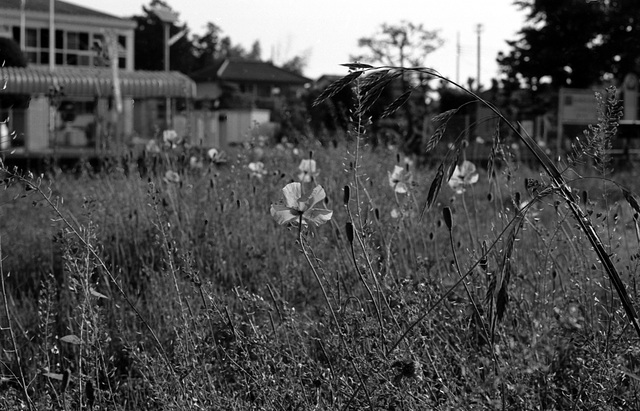 Poppies and weeds