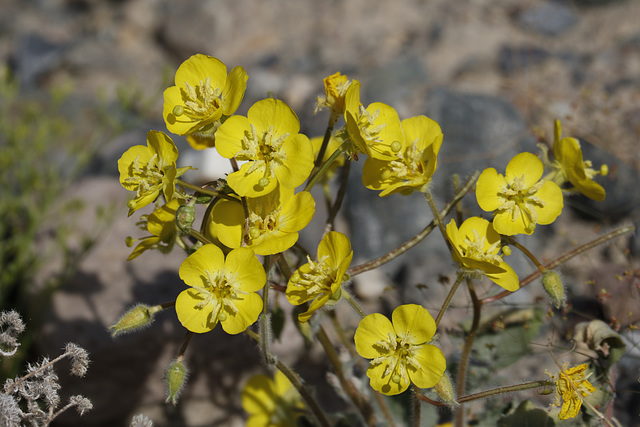 Yellow Cups