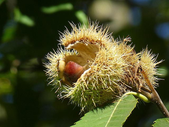 Castanea sativa