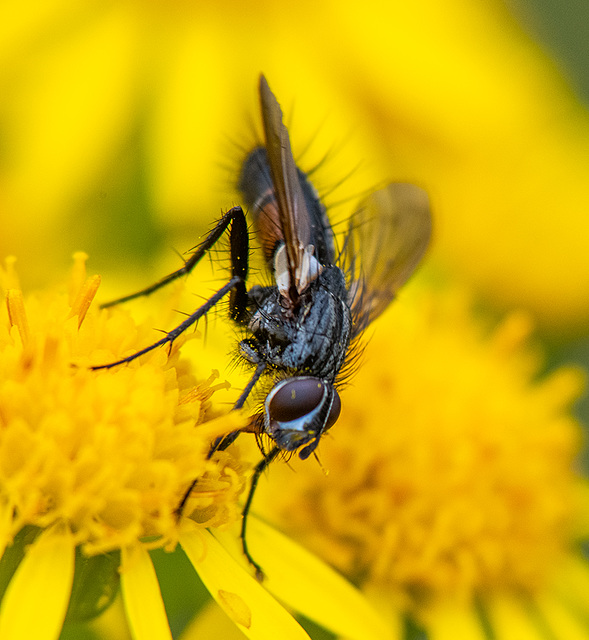 Fly close up