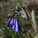 Trumpet Lungwort