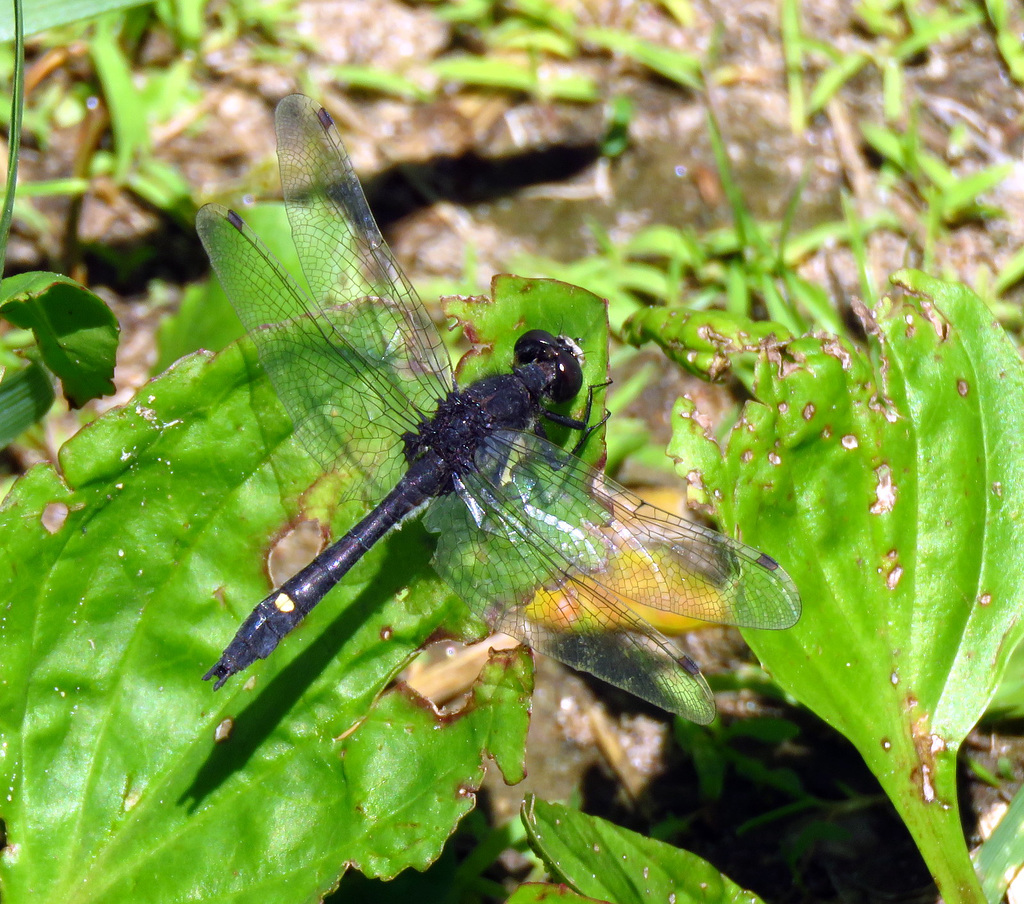 Dot-tailed Whiteface (Leucorrhinia intacta)