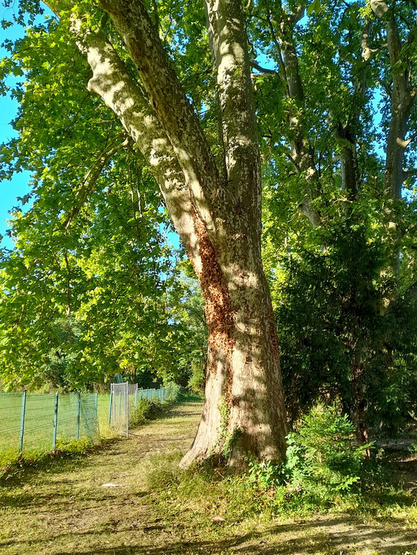 Arbre sous le soleil******************