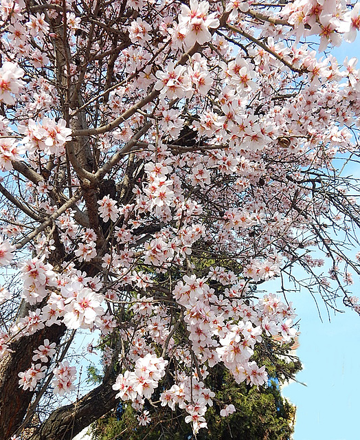 Almond blossom