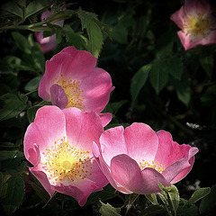 Rosier rubigineux ((Rosa rubiginosa))