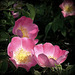 Rosier rubigineux ((Rosa rubiginosa))