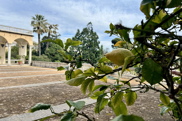 Genova 2025 – Villa del Principe – Kennst du das Land, wo die Zitronen blühn?
