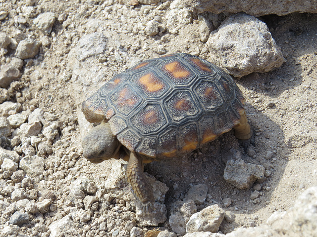 Sonoran Desert Tortoise (Gopherus morafkai)