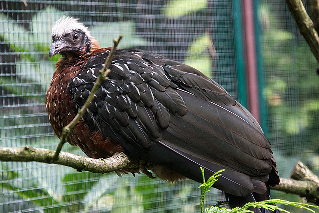 20140926 5402VRAw [D~SFA] Vogelpark, Walsrode