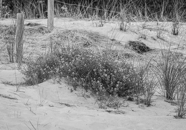 Strandübergang 20 bei Prerow....