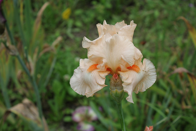Libellule rose du B (6)