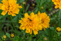 Mädchenauge mit Schwebfliegen