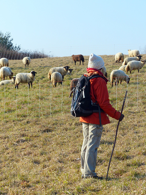 Transhumance du 15 mars 2016