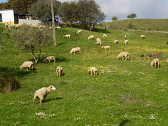 Sheep grazing on roadside field.