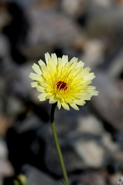 Desert Dandelion