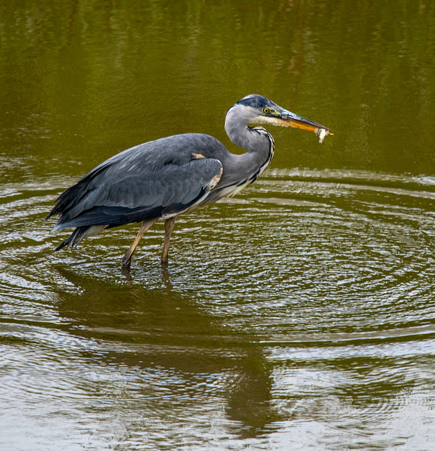 Heron