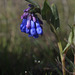 Trumpet Lungwort