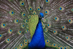 Peacock display