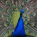 Peacock display