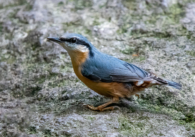 Nuthatch