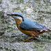 Nuthatch