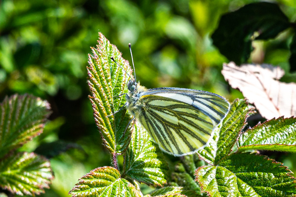 Green-veined White-DSZ1836