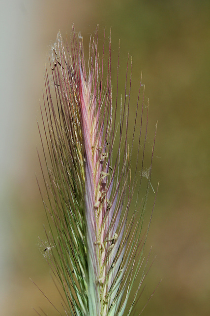 Hordeum murinum