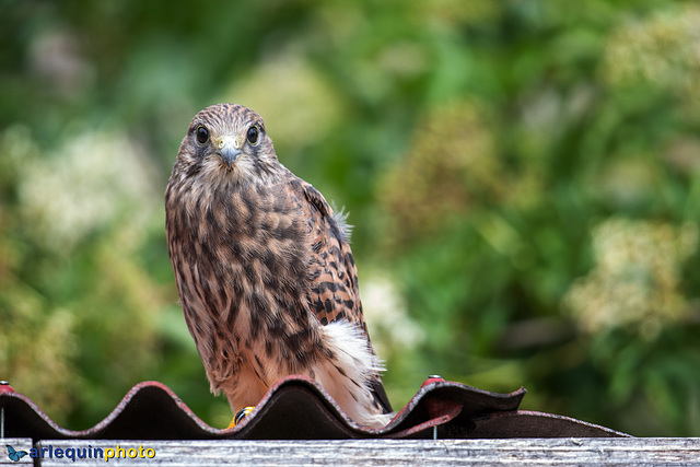 Our kestrels have started to leave the nest today.
