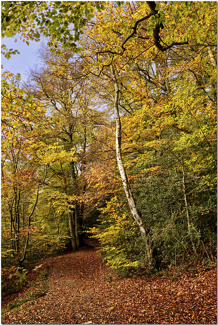 Farnham Woods
