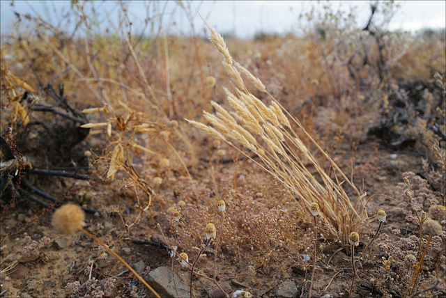 Penedos, Thirsty Land poetry