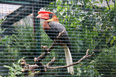 20140926 5403VRAw [D~SFA] Vogelpark, Walsrode