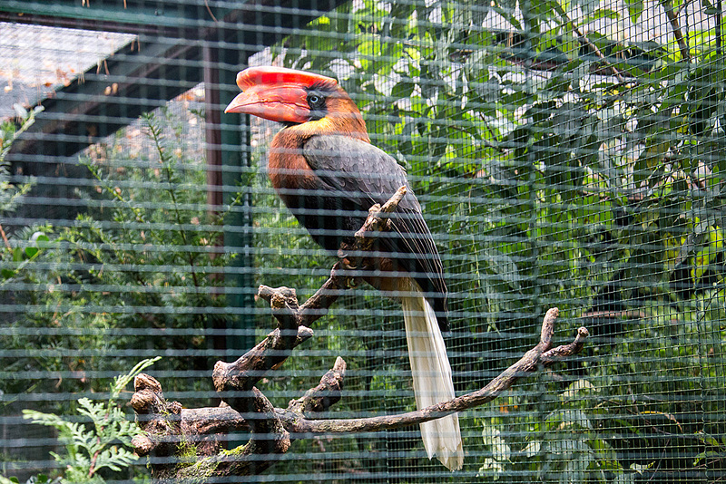 20140926 5403VRAw [D~SFA] Vogelpark, Walsrode