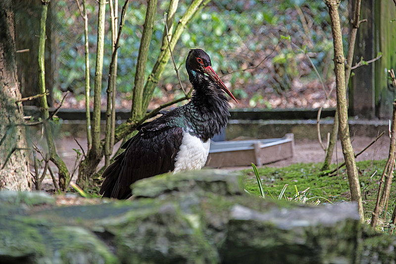20160303 0149VRAw [D~BI] Schwarzstorch (Ciconia nigra), Tierpark Olderdissen, Bielefeld