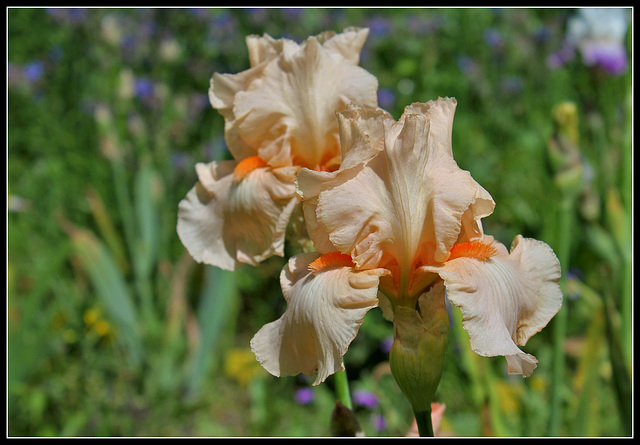 Libellule rose du B (7)