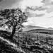 HFF Everyone - Hawthorn tree and the distant Skiddaw Fells, Cumbria
