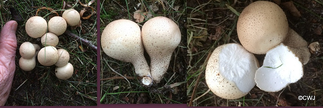 Lycoperdon or Bovista?