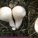 Lycoperdon or Bovista?