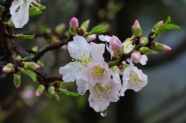 ...après des trombes d'eau ,les premiers signes d'un printemps précoce...