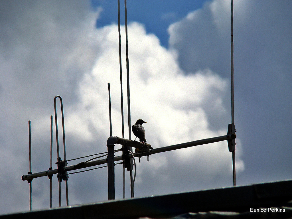 Starling on Aerial