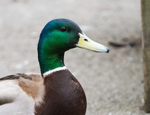 Mallard (13)