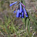 Trumpet Lungwort